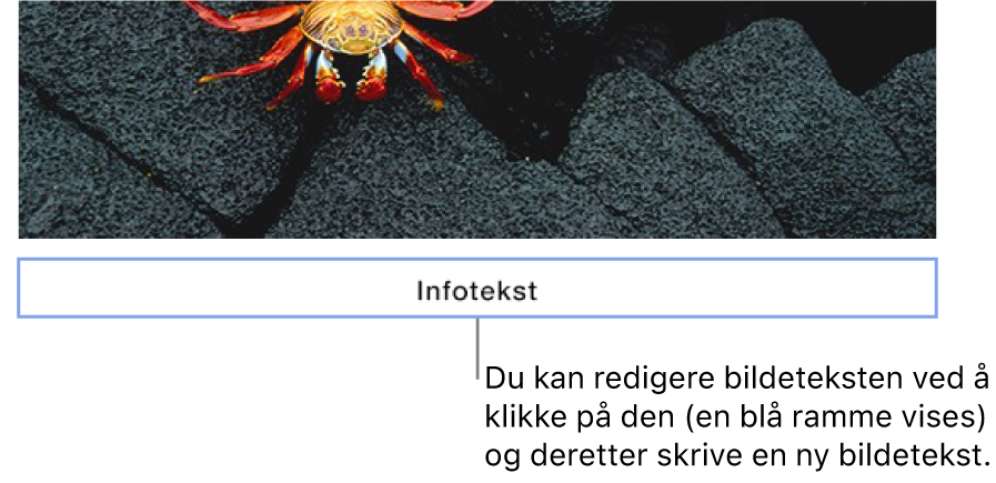 Plassholderbildeteksten «Bildetekst» vises under et bilde. Et blått omriss rundt bildetekstfeltet viser at det er markert.