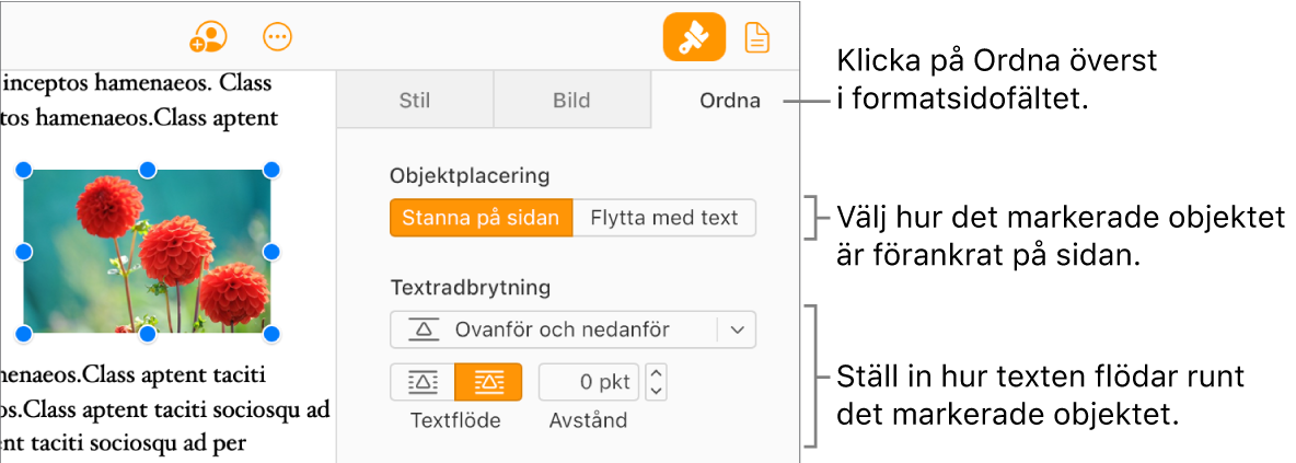 En bild väljs i dokumentets brödtext. Fliken Ordna i sidofältet Format visar att objektet är inställt på Stanna på sidan med textbrytning ovanför och under objektet.