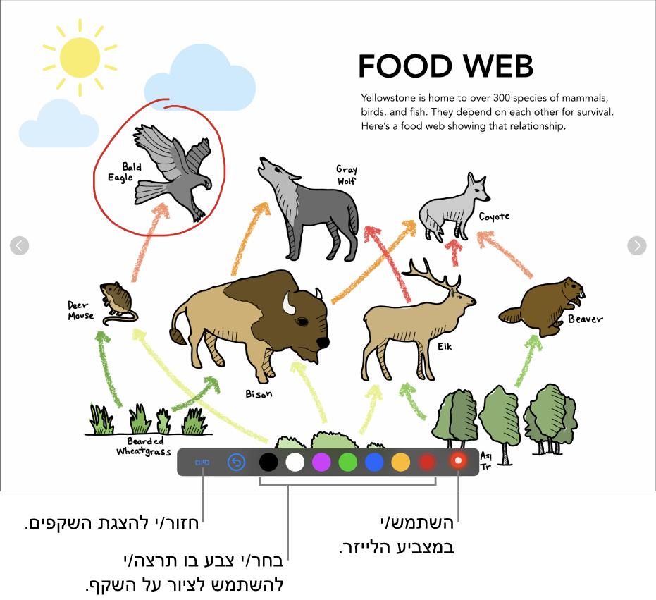 שקף במצב ציור על שקף המראה את מצביע הלייזר וכלי בקרה לבחירת צבעים.