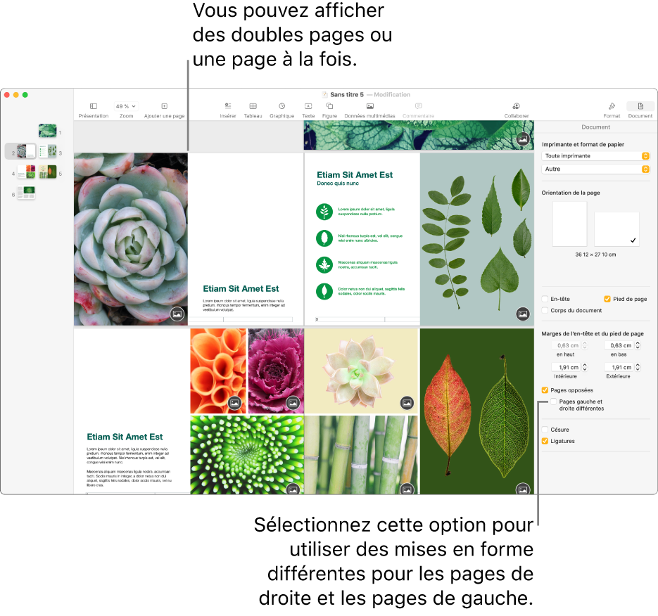 La fenêtre Pages avec les vignettes de page et les pages du document présentées sous forme de doubles pages. Dans la barre latérale Document sur la droite, la case « Pages gauche et droite différentes » est décochée.