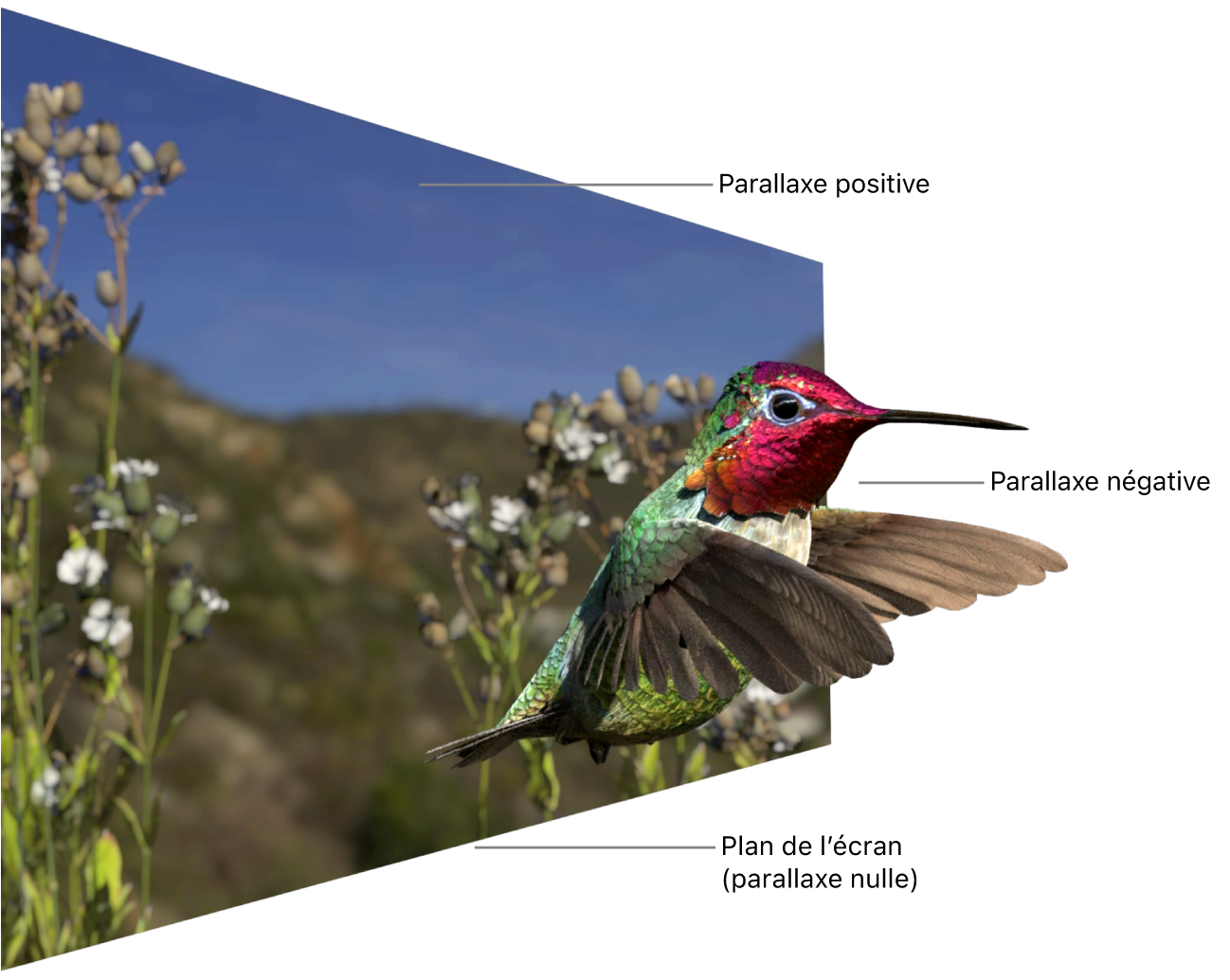 Une scène de vidéo stéréo avec un colibri au premier plan, des plantes à mi-plan et des montagnes en arrière-plan. Le colibri semble se trouver devant l’écran, ce qui illustre une parallaxe négative. Les montagnes semblent se trouver derrière l’écran, ce qui illustre une parallaxe positive. Les plantes semblent être au même niveau que l’axe plane de l’écran, ce qui illustre une parallaxe nulle.