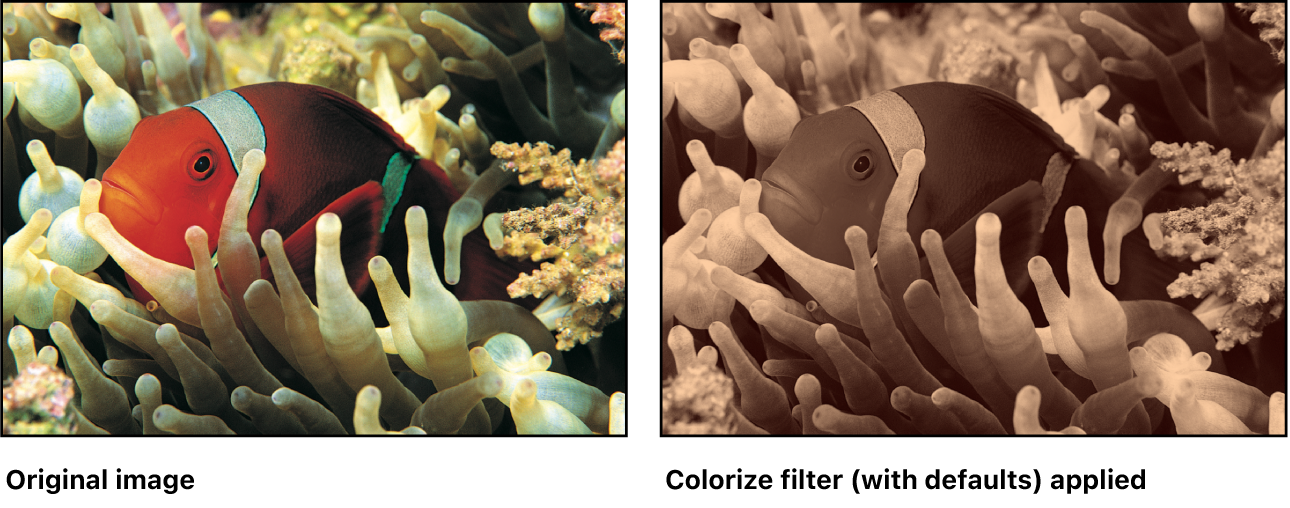 Canvas showing effect of Colorize filter