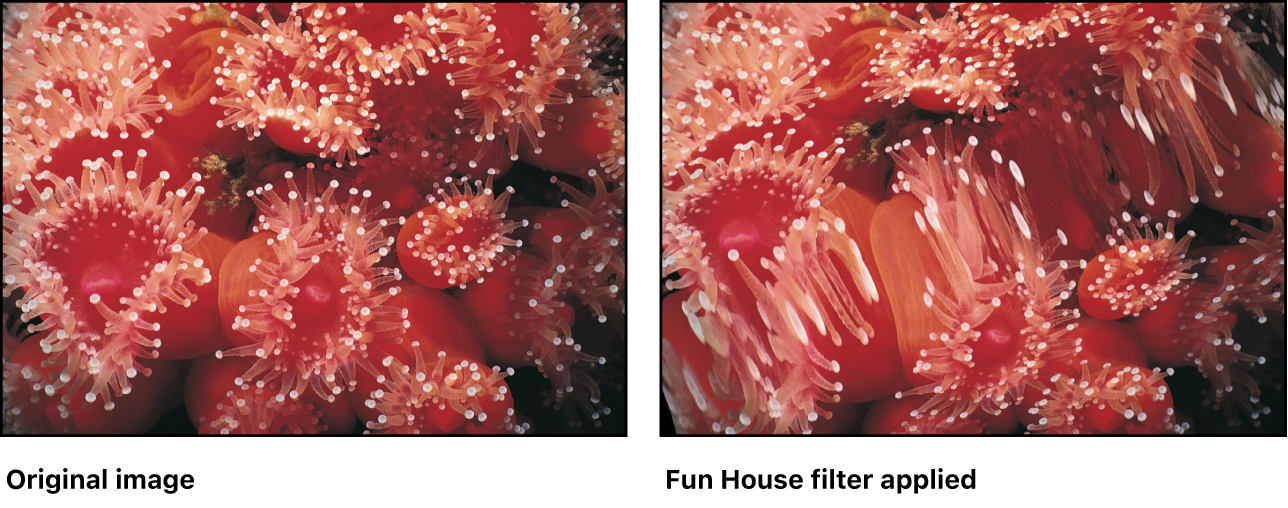 Canvas showing effect of Fun House filter