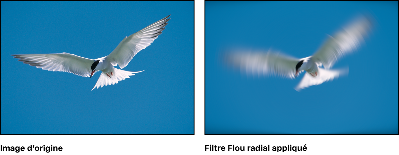 Canevas affichant l’effet du filtre Flou radial