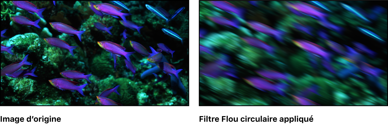 Canevas affichant l’effet du filtre Flou directionnel