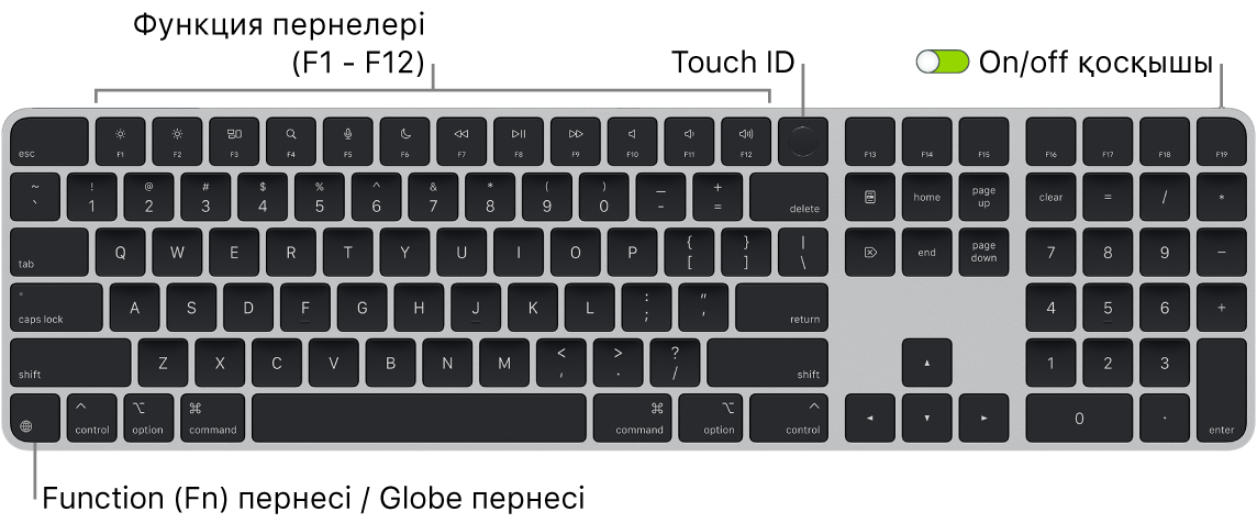 Функциялық пернелер жолын және жоғарғы жақтағы Touch ID тақтасын және төменгі сол жақтағы Function (Fn)/Globe пернесін көрсетіп тұрған Touch ID құралы және Numeric Keypad тақтасы бар Magic Keyboard пернетақтасы.