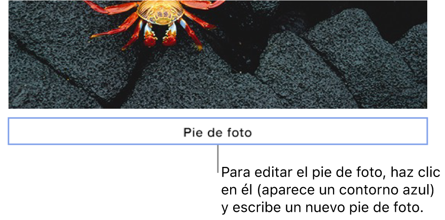 El pie de foto de marcador de posición, “Pie de foto”, aparece debajo de una foto y un contorno azul alrededor del campo de pie de foto muestra que está seleccionado.