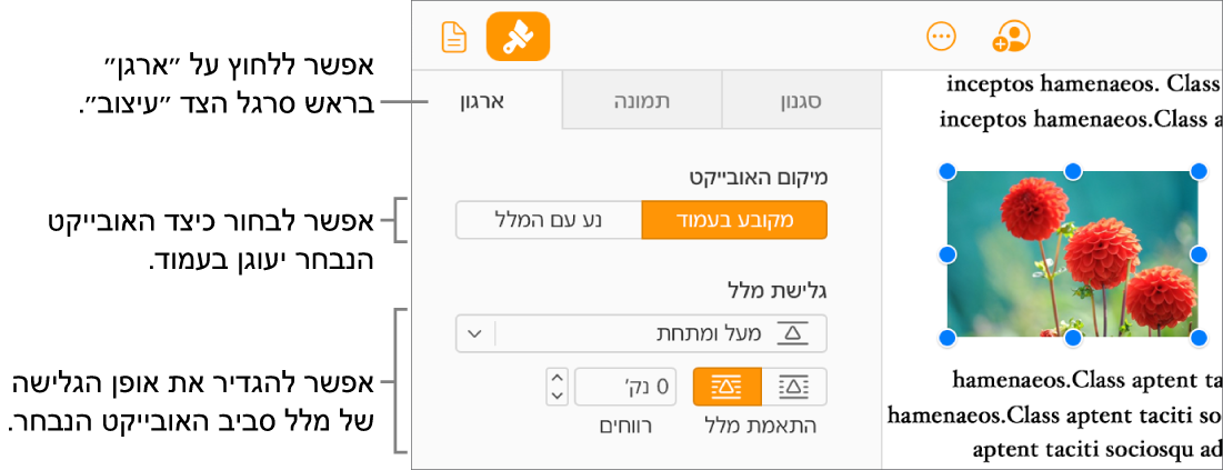 נבחרת תמונה בגוף המסמך; הלשונית ״ארגון״ בסרגל הצד ״עיצוב״ מציגה שהאובייקט מוגדר כ״מקובע לעמוד״ עם גלישת מלל מעל האובייקט ומתחתיו.