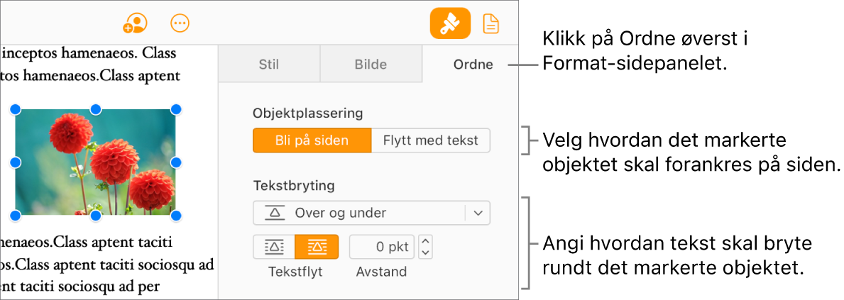 Et bilde er markert i brødteksten. Ordne-fanen i Format-sidepanelet viser at objektet er angitt som Bli på siden, og teksten brytes over og under objektet.