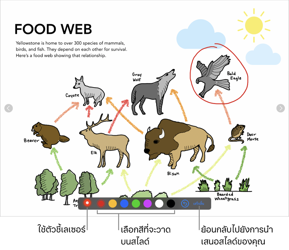 โหมดแสดงให้เห็นสไลด์ในสไลด์จะแสดงตัวชี้เลเซอร์และตัวควบคุมการเลือกสี