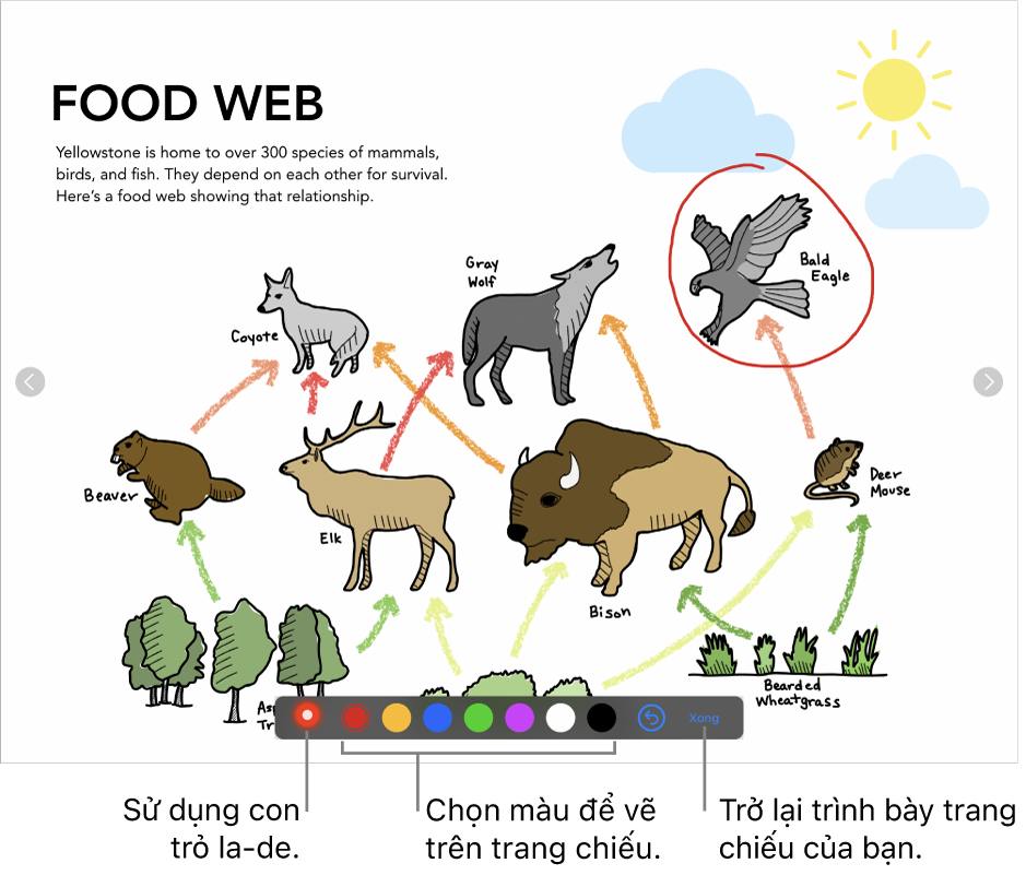 Chế độ minh họa trang chiếu đang hiển thị con trỏ la-de và các điều khiển chọn màu.