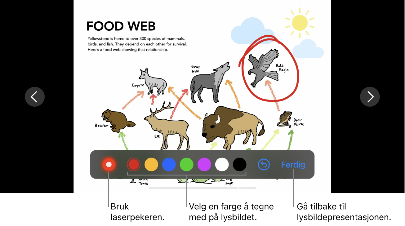 Et lysbilde i lysbildetegningmodus som viser laserpekeren og fargevalgskontroller.