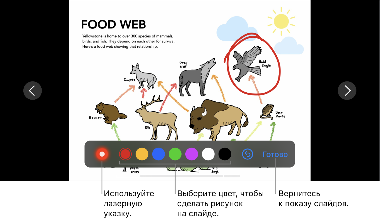 Изображение слайда в слайде с лазерной указкой и элементами выбора цветов.