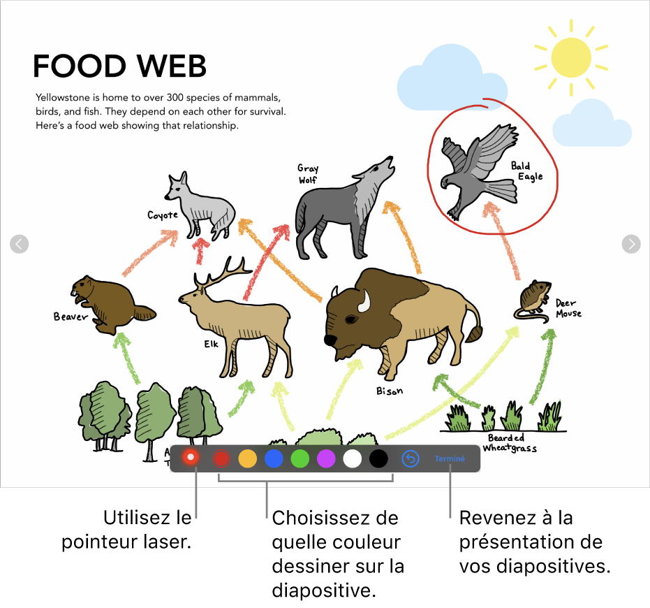 Une diapositive en mode d’illustration de diapositive affichant le pointeur laser et les commandes de sélection de couleur.