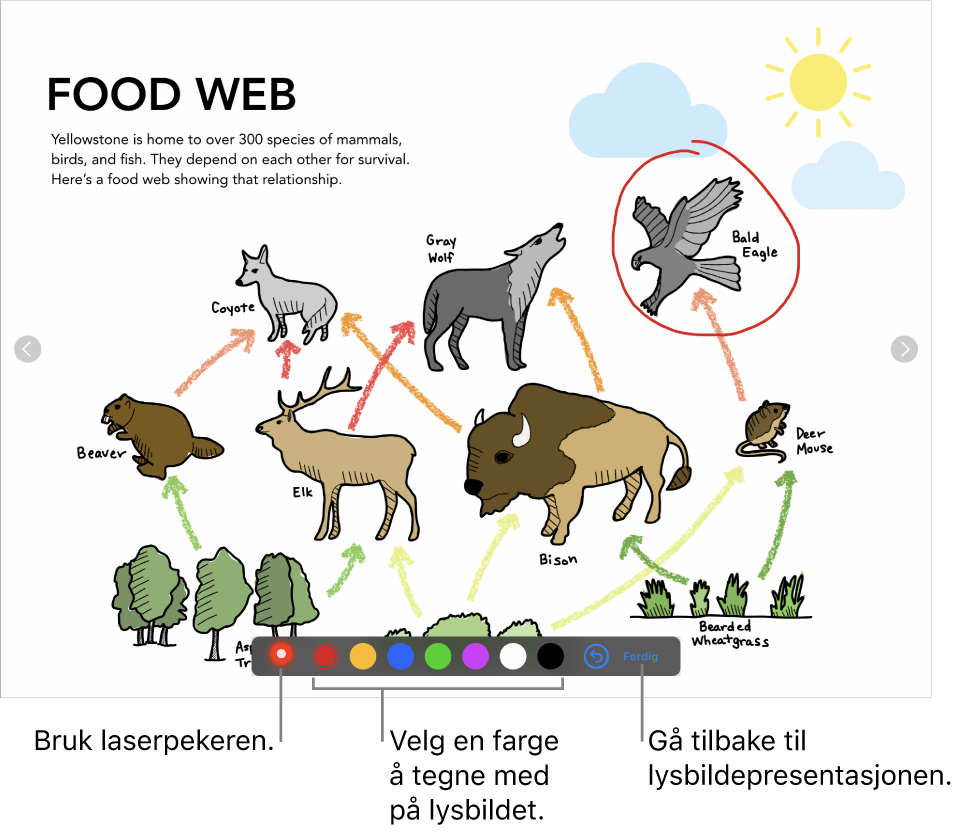 Et lysbilde i lysbildetegningmodus som viser laserpekeren og fargevalgskontroller.