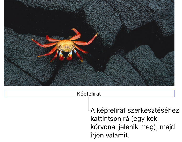 A helyőrző képfelirat „Képfelirat” egy fotó alatt látható, míg a képfelirat mező körül látható kék körvonal azt jelzi, hogy a mező ki van jelölve.