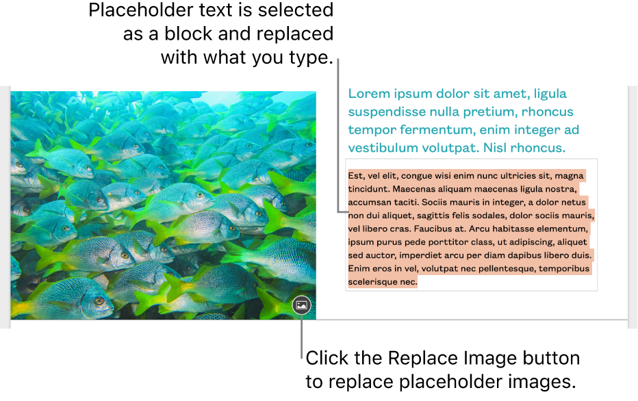 Placeholder text and images.