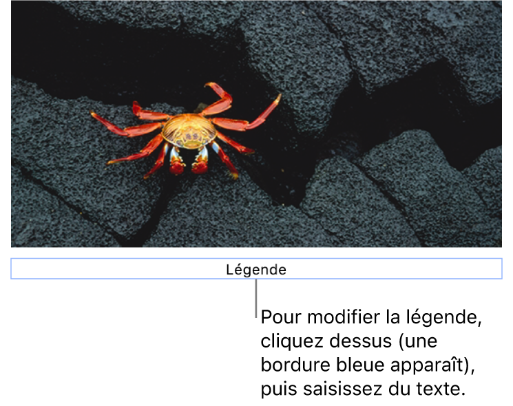 Le paramètre fictif de légende, « Légende », s’affiche sous une photo; un contour bleu autour du champ de légende indique qu’il est sélectionné.