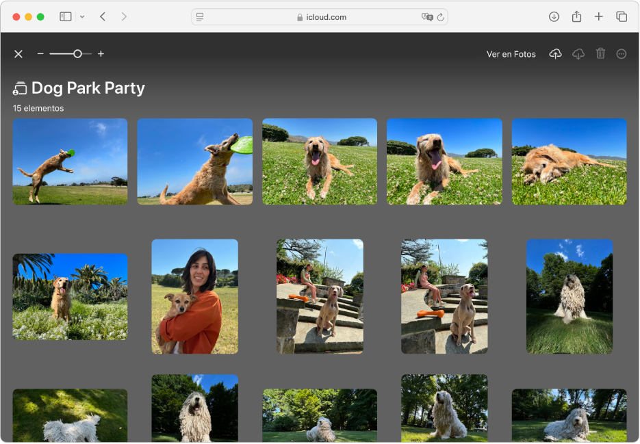 Un álbum compartido en Invitaciones Apple en iCloud.com mostrando fotos de perros.