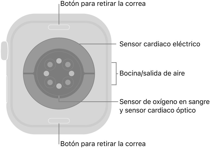 En el reverso del Apple Watch Series 10 se muestran los botones de liberación de correa en la parte superior e inferior; los sensores eléctricos y ópticos para medir la frecuencia cardiaca y el oxígeno en la sangre en el centro; y la bocina/ranuras de aire en un lado.