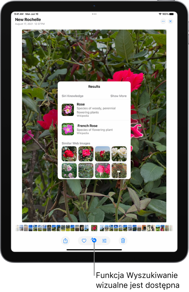 Zdjęcie w bibliotece aplikacji Zdjęcia. Na górze ekranu widoczny jest przycisk Informacje z oznaczeniem, że dostępne są informacje funkcji wyszukiwania wizualnego. Przycisk ten jest zaznaczony. Na ekranie wyświetlane są wyniki wyszukiwania wizualnego.