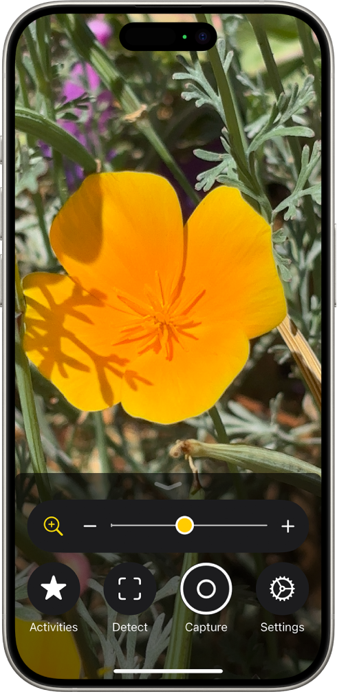 L’app Lupa que mostra un primer pla d’una flor.