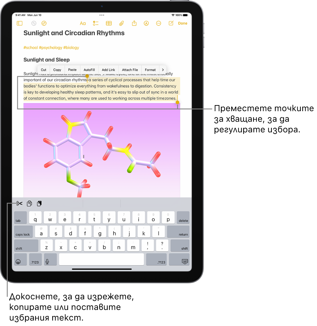 Избран е текст в бележка в приложението Бележки. Над избрания текст има меню с бутони, включително Изрязване, Копиране и Поставяне. Избраният текст е подчертан и има точки за хващане от двете страни, за да нагласите избора.