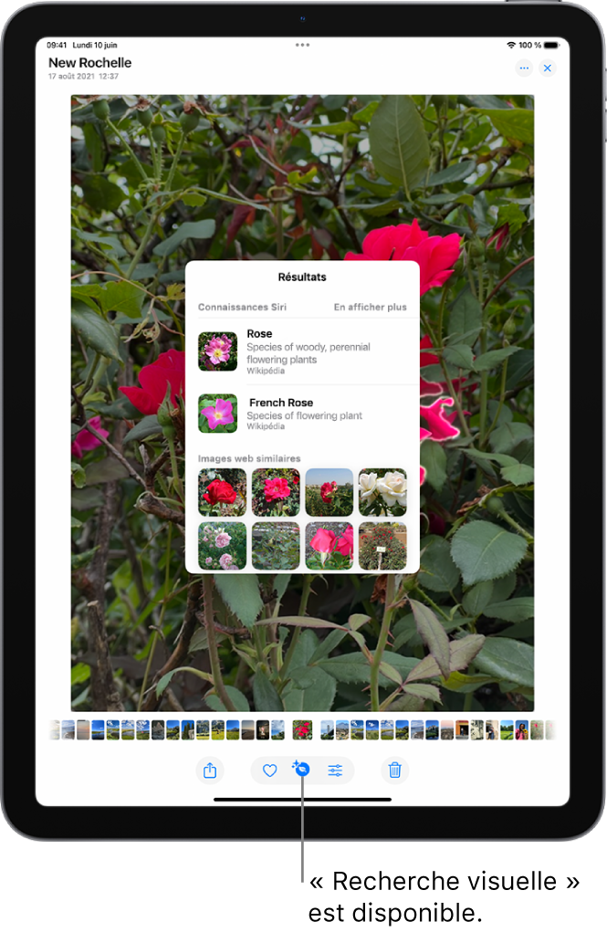 Une photo est ouverte dans l’app Photos. En bas de l’écran, le bouton Infos affiche une icône indiquant que des informations « Recherche visuelle » sont disponibles. Le bouton est sélectionné et les résultats Recherche visuelle apparaissent à l’écran.