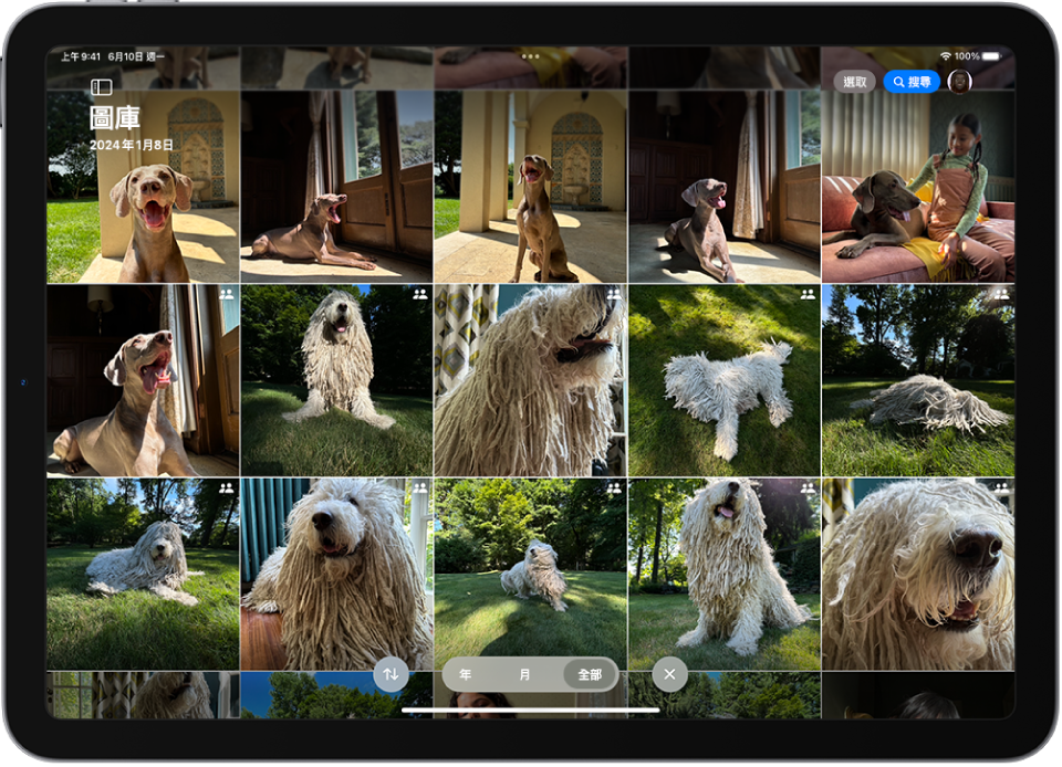 螢幕顯示共享的 iCloud 照片圖庫，包含寵物狗狗的照片。