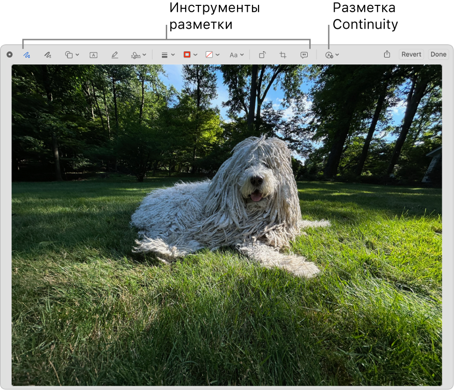 Изображение открыто в окне «Разметка». Показана панель инструментов разметки и инструмент Непрерывности для использования разметки на находящемся рядом iPhone или iPad.