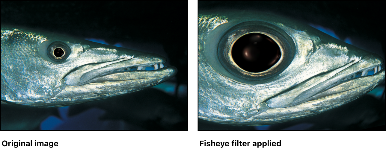 「魚眼」フィルタの効果を示すキャンバス