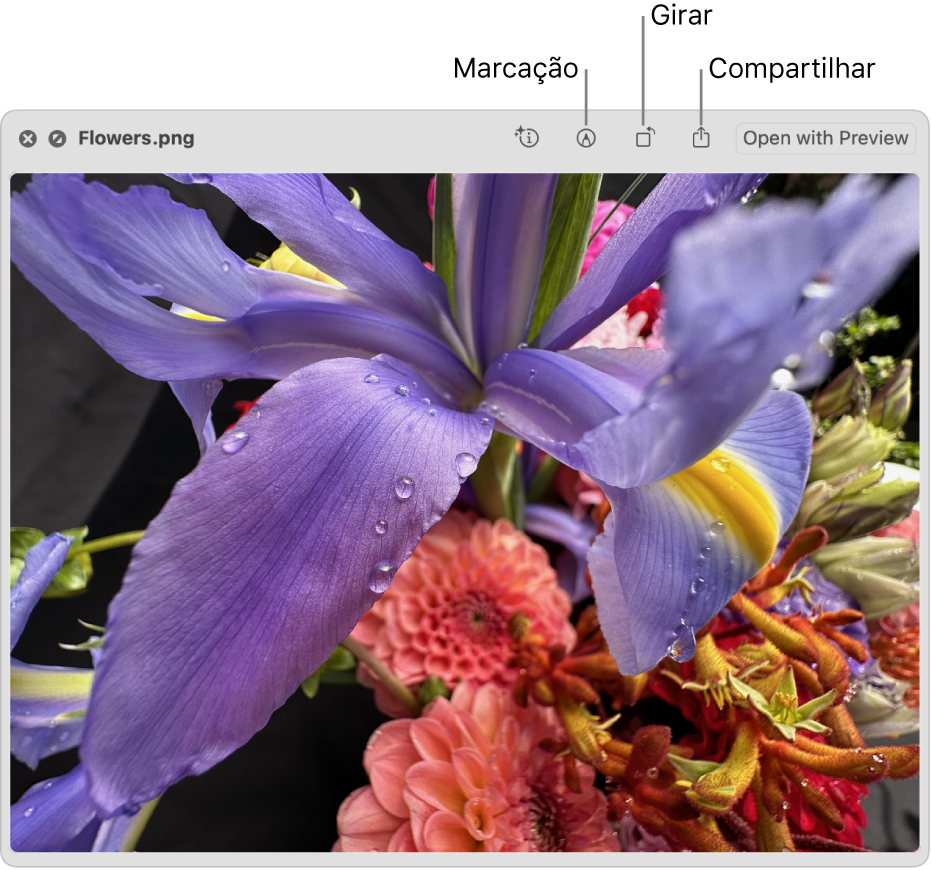Imagem na janela da Visualização Rápida com botões para marcá-la, girá-la ou compartilhá-la, ou abri-la no app Pré-Visualização.