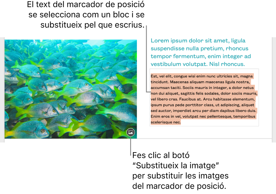 Text i imatges de marcador de posició.