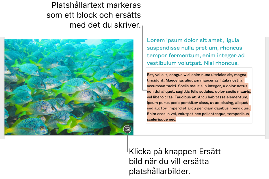Platshållartext och platshållarbilder.