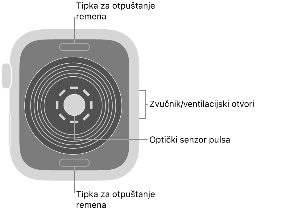 Stražnja strana modela Apple Watch SE s tipkama za otpuštanje remena pri vrhu i dnu i optičkim senzorima srca po sredini te zvučnik/zračni ventili sa strane.