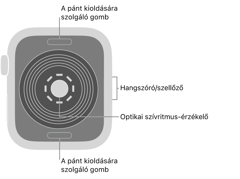 Az Apple Watch SE hátlapja a szíjkioldó gombokkal felül és alul, az elektromos szívérzékelőkkel, az optikai szívérzékelővel középen, valamint a hangszóróval és szellőzőnyílásokkal oldalt.