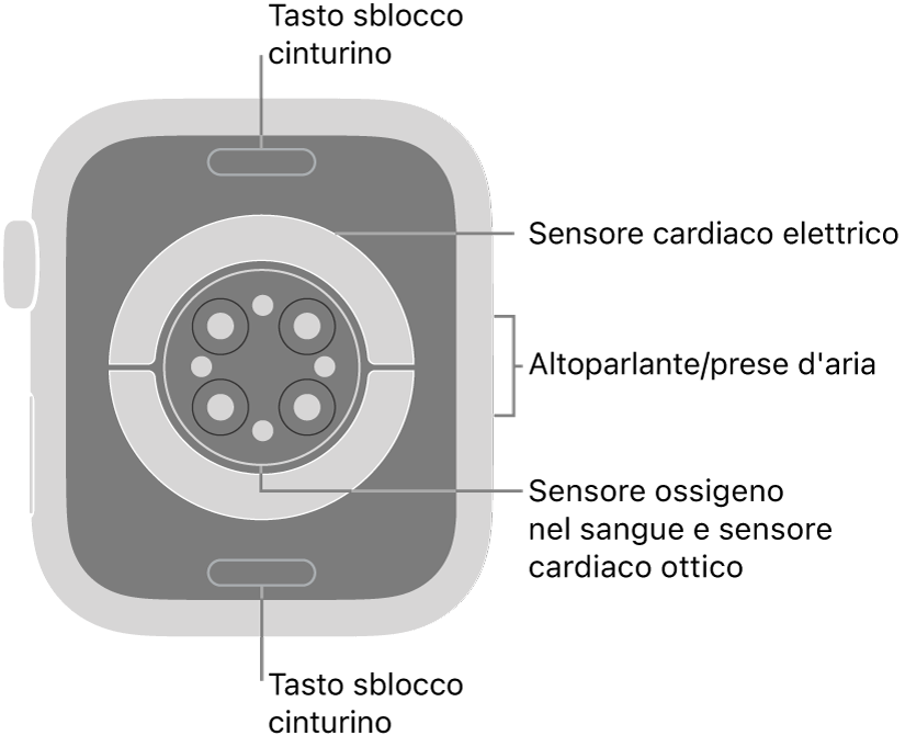La parte posteriore di Apple Watch Series 6, con i pulsanti di sblocco del cinturino in alto e in basso, i sensori elettrici per il cuore, i sensori ottici per il cuore e i sensori per il livello di ossigeno nel sangue in mezzo, e l’altoparlante e i condotti di ventilazione sul lato.