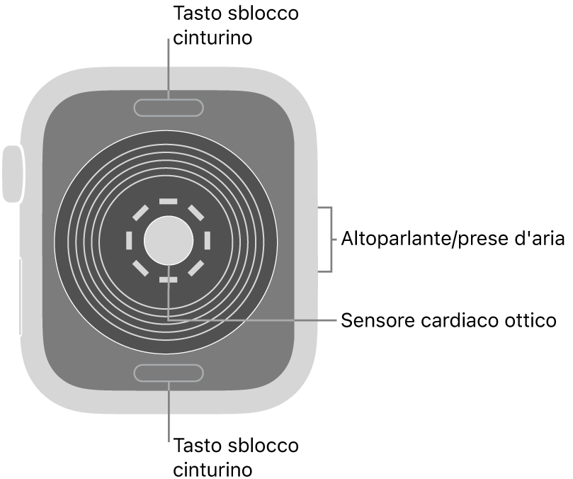 La parte posteriore di Apple Watch SE, con i pulsanti di sblocco del cinturino in alto e in basso, il sensore ottico per il cuore in mezzo, e l’altoparlante e i condotti di ventilazione sul lato.