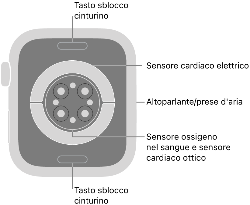 La parte posteriore di Apple Watch Series 9, con i pulsanti di sblocco del cinturino in alto e in basso, i sensori elettrici e quelli ottici per il cuore e i sensori per il livello di ossigeno nel sangue in mezzo, e l’altoparlante e i condotti di ventilazione sul lato.