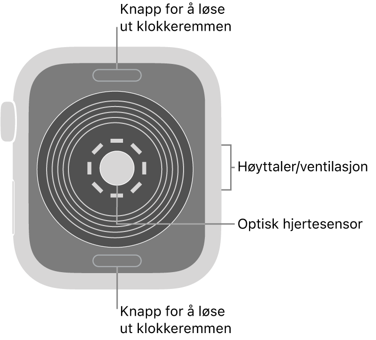 Baksiden av Apple Watch SE, med remutløserknappene øverst og nederst, den optiske hjertesensoren i midten og høyttaleren/luftventilene på siden.