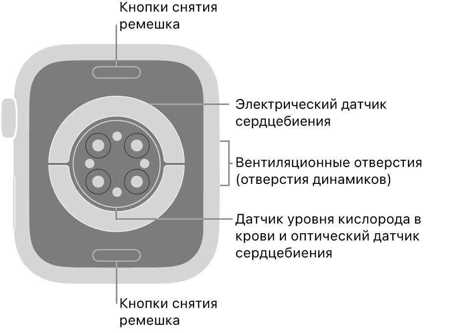 Оборотная сторона Apple Watch Series 6. Вверху и внизу показаны кнопки снятия ремешка. В центре размещены электрические датчики сердечной активности, оптические датчики сердечной активности и датчики уровня кислорода в крови. Сбоку показаны вентиляционные отверстия (отверстия динамиков).