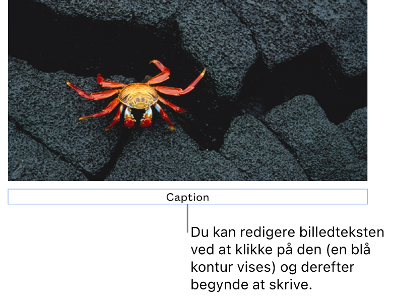 Eksempelbilledteksten “Billedtekst” vises under et foto, og en blå kontur rundt om feltet med billedtekst viser, at det er valgt.