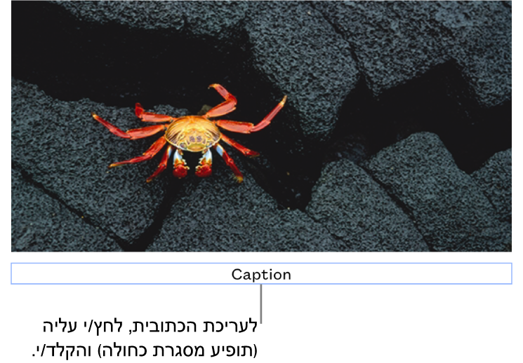 מציין המיקום של כתובית, ״כתובית״, מופיע מתחת לתמונה; קו מתאר כחול מסביב לשדה הכתובית מראה שהשדה נבחר.