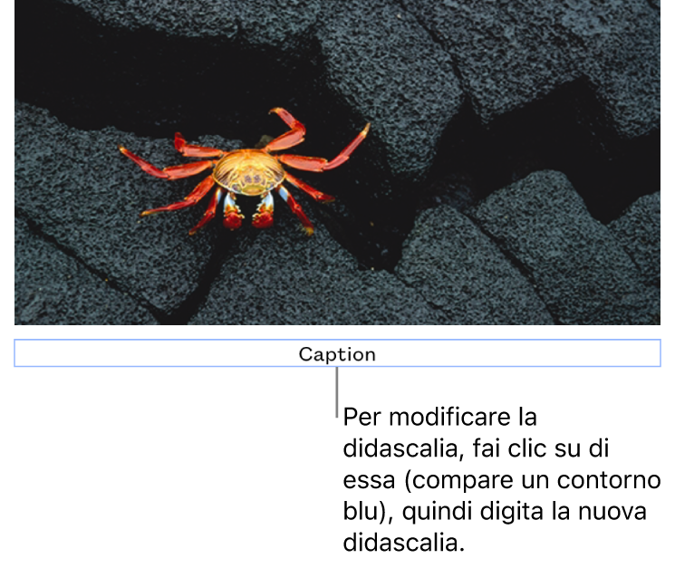 La didascalia segnaposto “Didascalia” viene visualizzata sotto una foto e un contorno blu attorno al campo della didascalia indica che è stata selezionata.