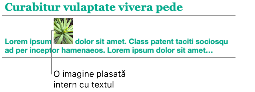 O imagine este plasată intern cu text.