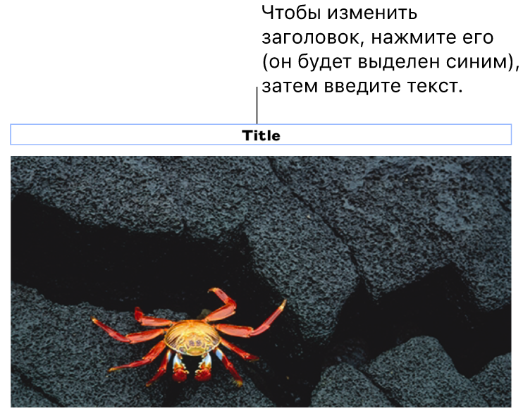 Под фотографией отображается заполнитель «Заголовок»; синяя рамка вокруг поля заголовка показывает, что оно выбрано.