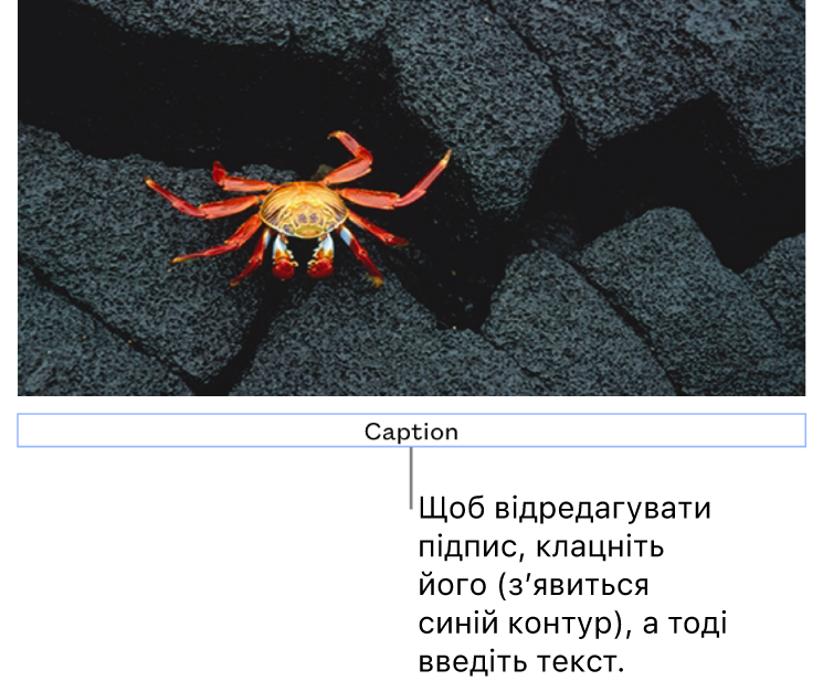 Зразок «Напис» відображається під фотографією, синій контур довкола поля напису вказує, що його вибрано.