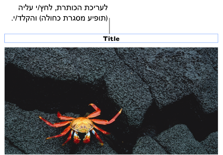 מציין המיקום של כותרת, ״כותרת״, מופיע מתחת לתמונה; קו מתאר כחול מסביב לשדה הכותרת מראה שהשדה נבחר.