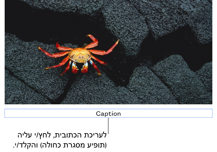 מציין המיקום של כתובית, ״כתובית״, מופיע מתחת לתמונה; קו מתאר כחול מסביב לשדה הכתובית מראה שהשדה נבחר.