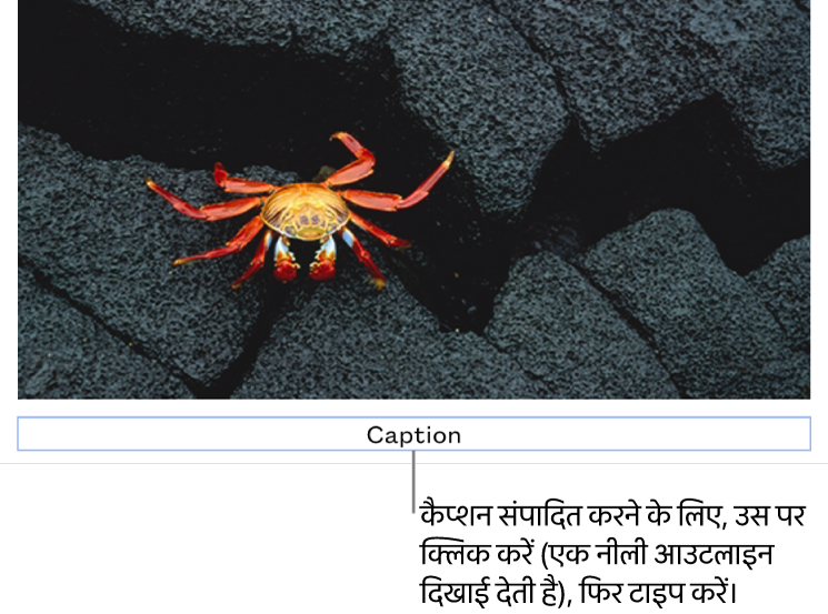 प्लेसहोल्डर कैप्शन, “कैप्शन” तस्वीर के नीचे दिखाई देता है; यह चयनित है दिखाने के लिए कैप्शन फ़ील्ड के चारों तरफ़ एक नीली आउटलाइन दिखाई देती है।